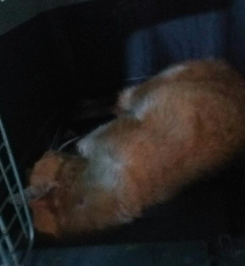 대구유기동물보호협회_427347202300345